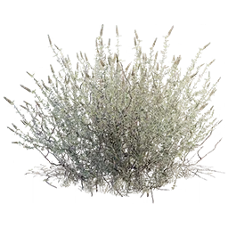 Plant Fiber