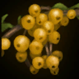 Ribes