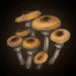 Champignons Armillaria