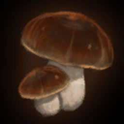 Funghi Porcini