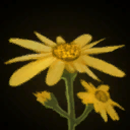 Arnica