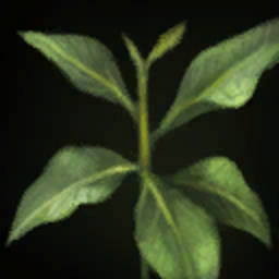 Bitterleaf
