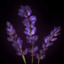Lavanda