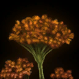 Milkweed