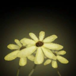 Fleurs de Coreopsis