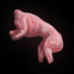 Skinned Rabbit