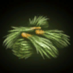 Spruce Shoots