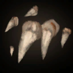 Wolf Teeth