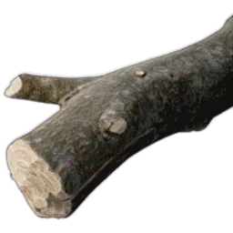 Sapwood