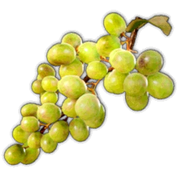 White Grapes