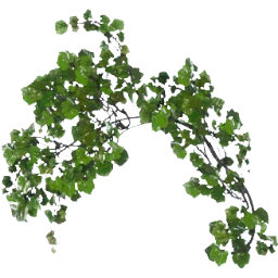 Arching Ivy